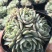 多肉植物不含盆