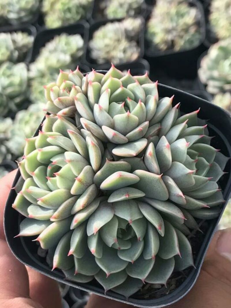 多肉植物不含盆