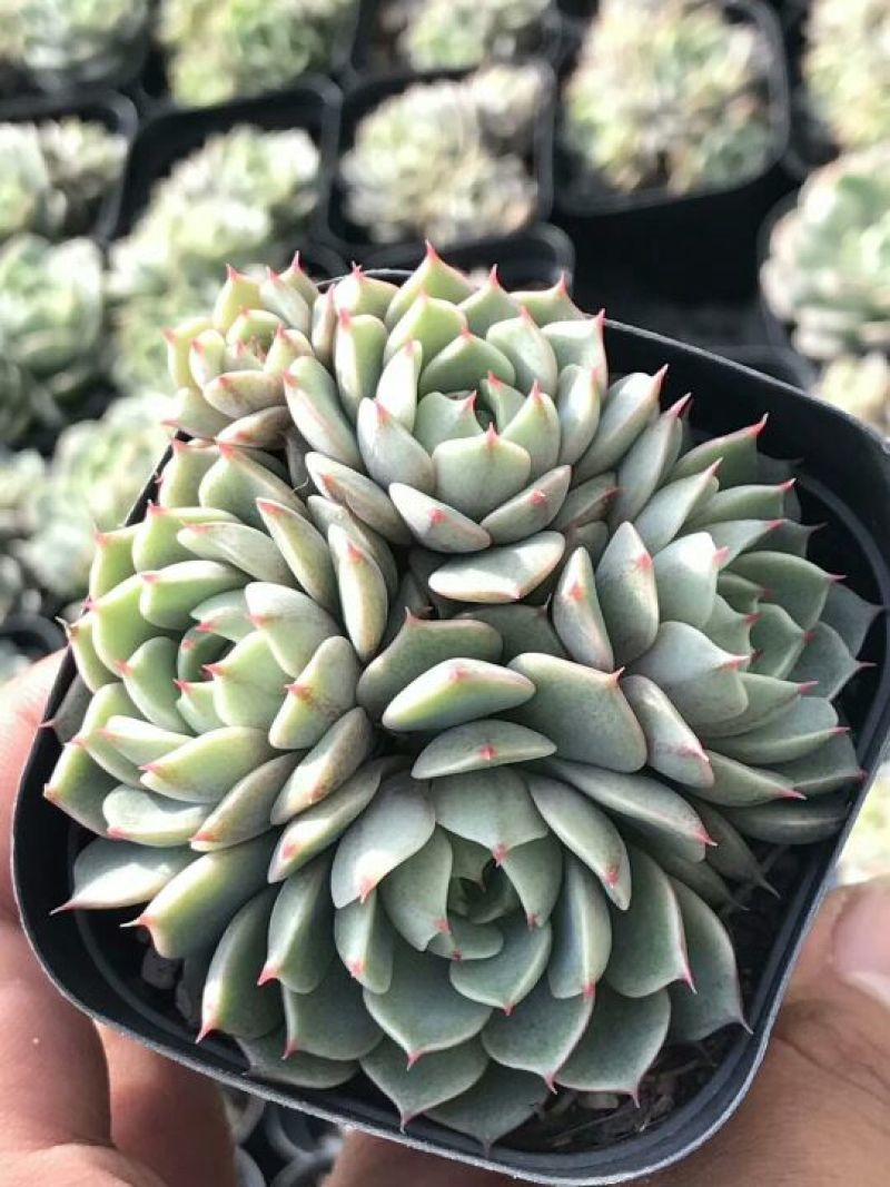 多肉植物不含盆