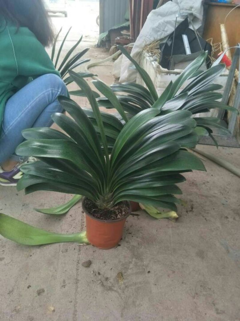 君子兰盆花
