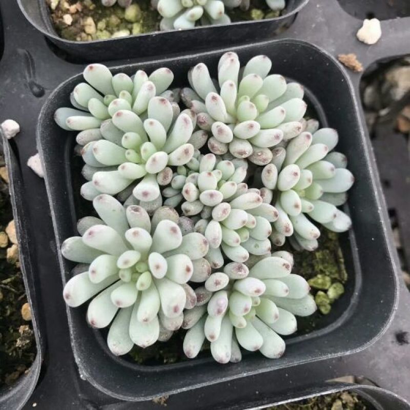 多肉植物不含盆