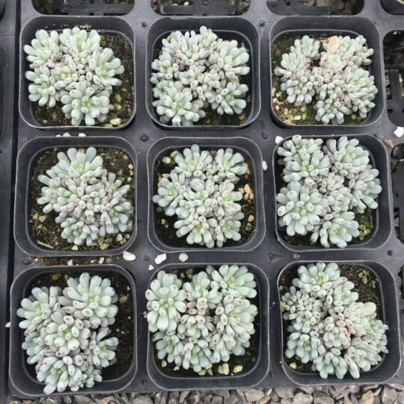 多肉植物不含盆