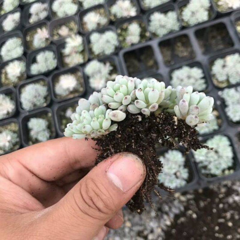 多肉植物不含盆