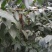 素心蜡梅8~10cm6~8cm2.5~3米
