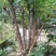 素心蜡梅8~10cm6~8cm2.5~3米