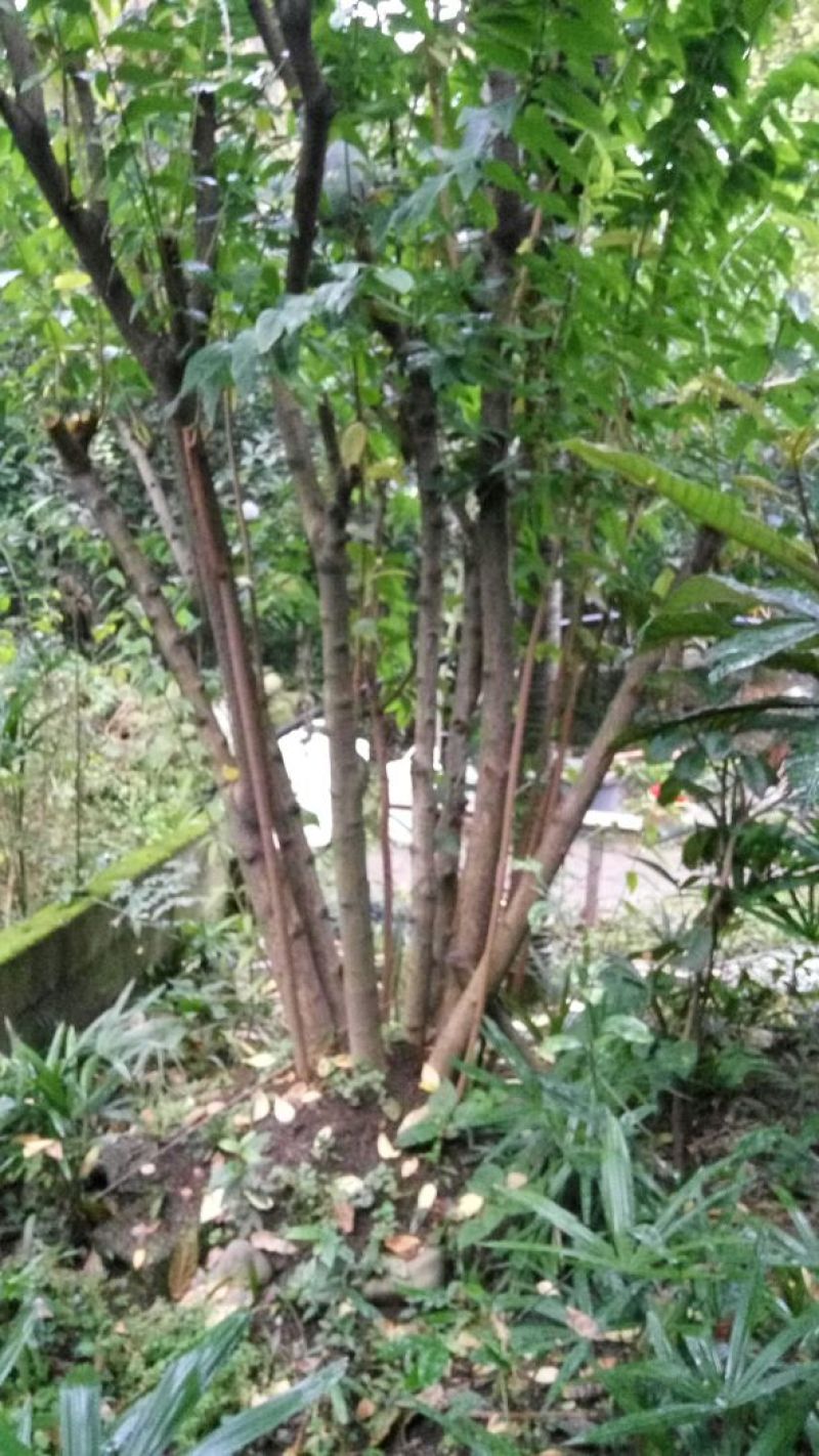 素心蜡梅8~10cm6~8cm2.5~3米