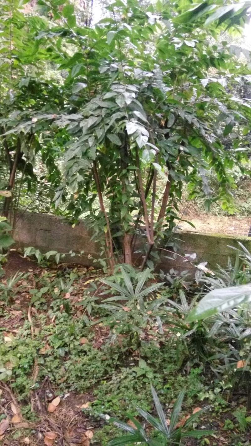 素心蜡梅8~10cm6~8cm2.5~3米