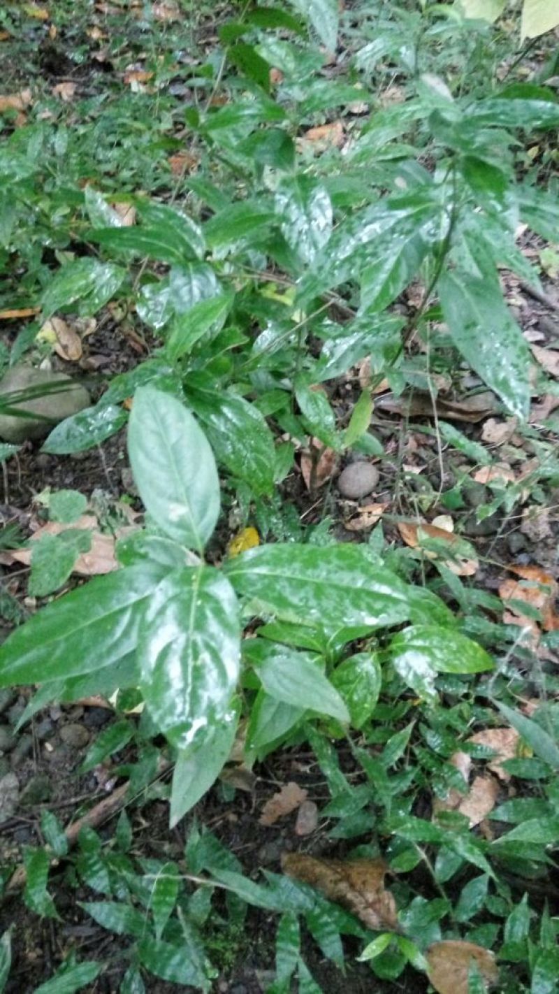 素心蜡梅8~10cm6~8cm2.5~3米