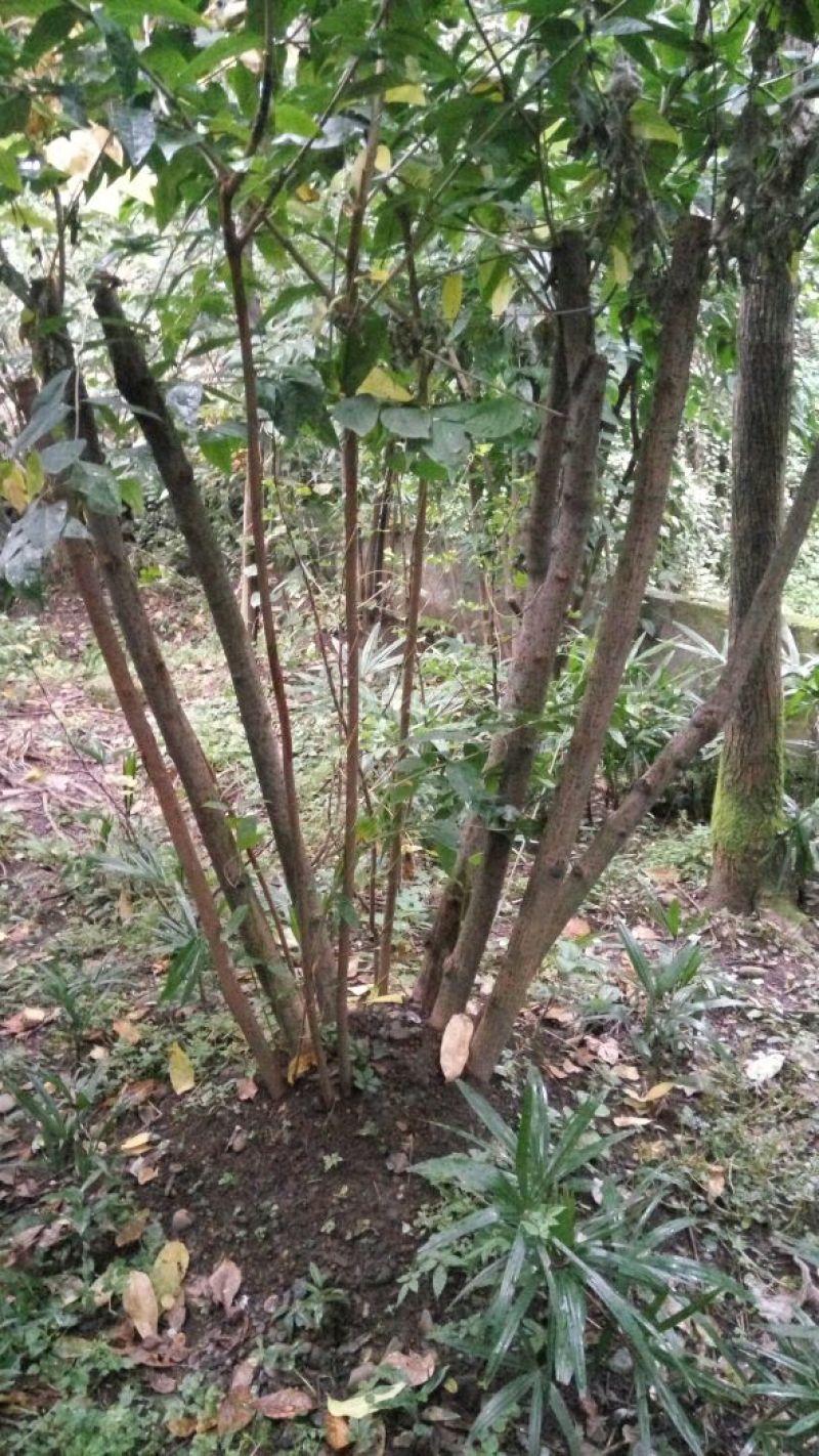 素心蜡梅8~10cm6~8cm2.5~3米