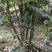 素心蜡梅8~10cm6~8cm2.5~3米