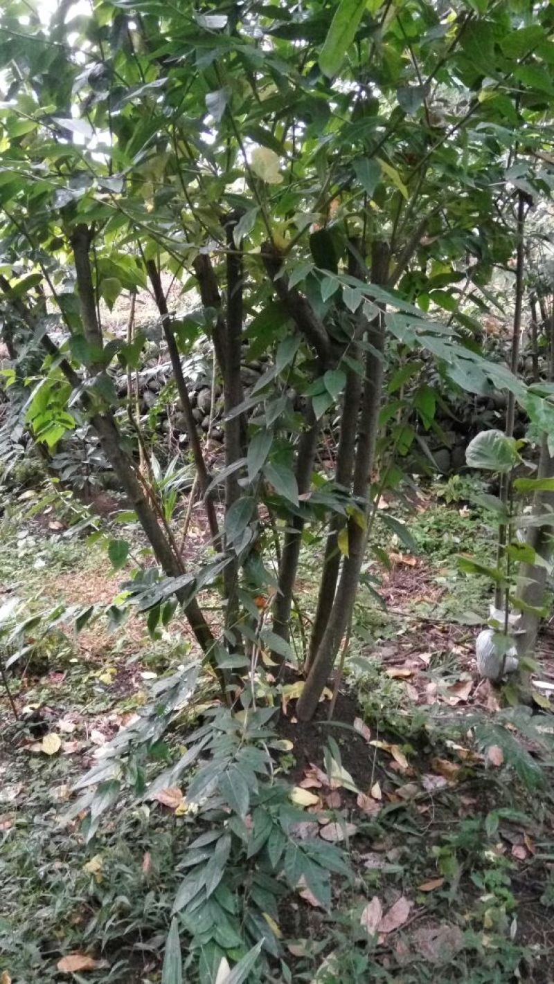 素心蜡梅8~10cm6~8cm2.5~3米