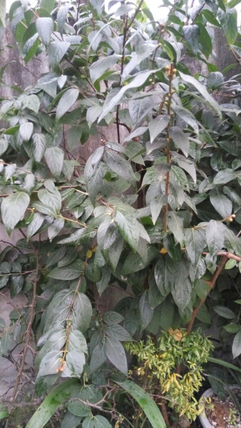素心蜡梅8~10cm6~8cm2.5~3米
