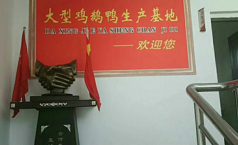狮头鹅苗250g以下