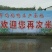 狮头鹅苗250g以下