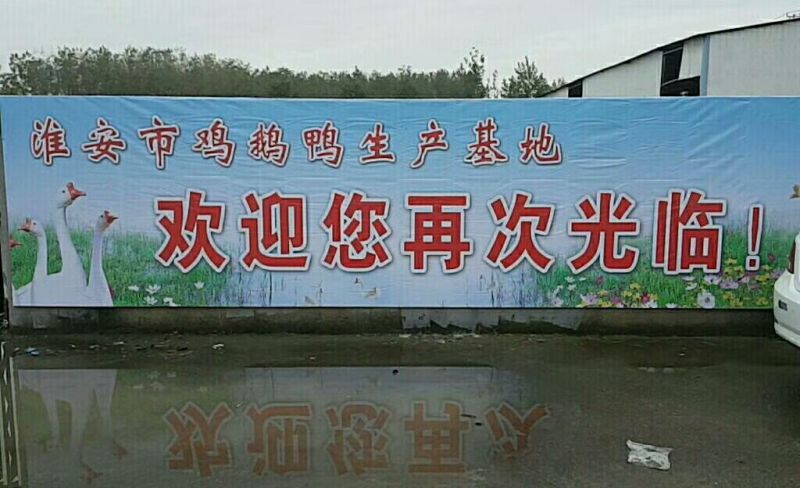 狮头鹅苗250g以下