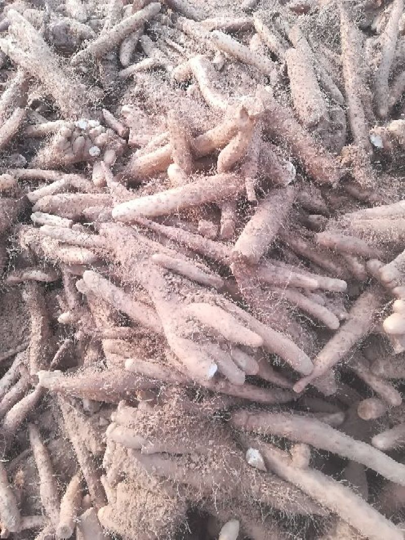 麻山药3~4厘米30~40厘米特级通货