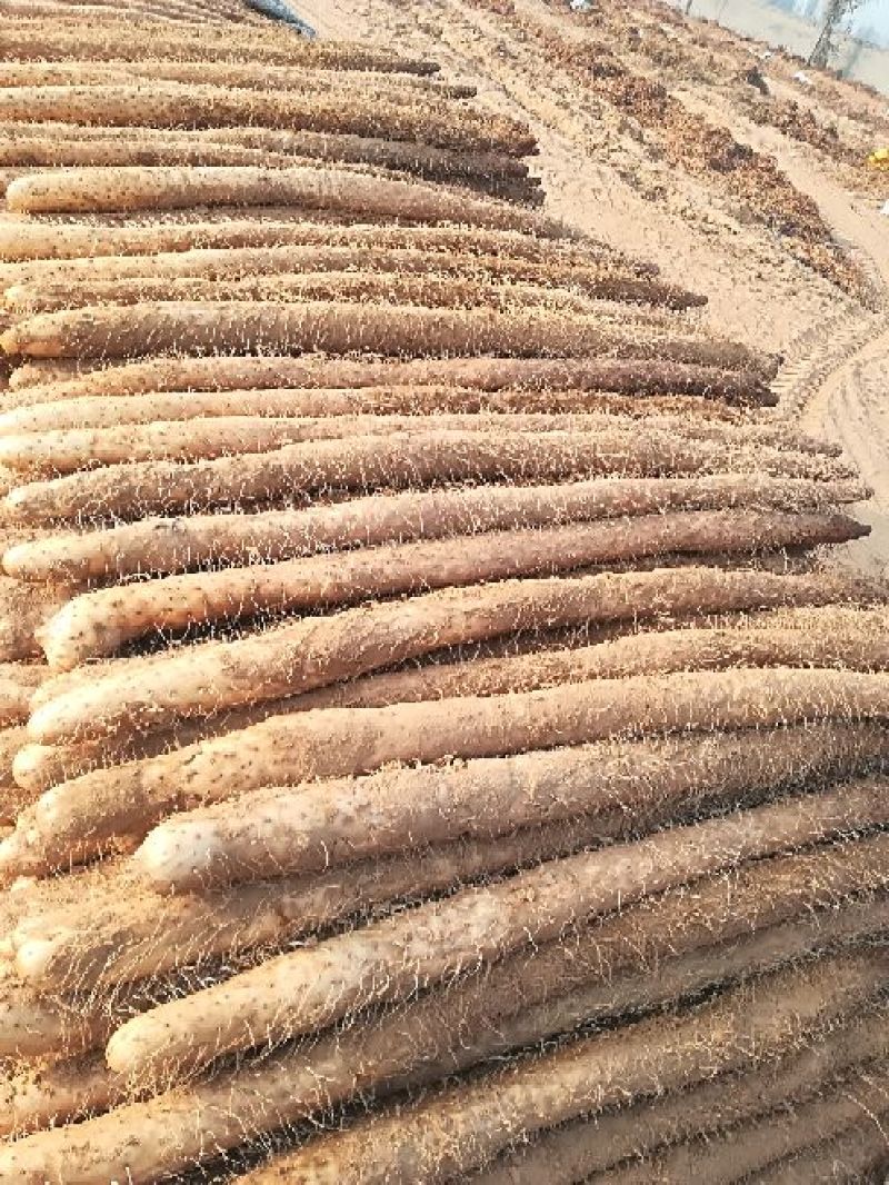 麻山药3~4厘米30~40厘米特级通货