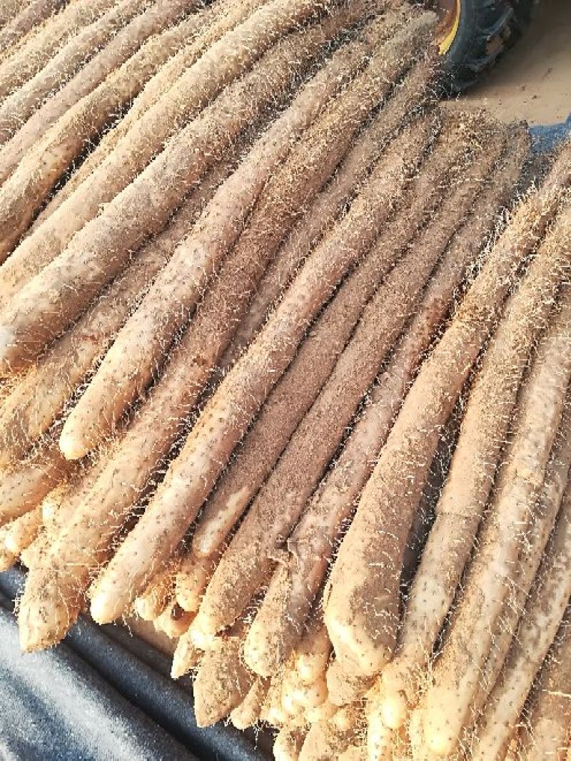 麻山药3~4厘米30~40厘米特级通货