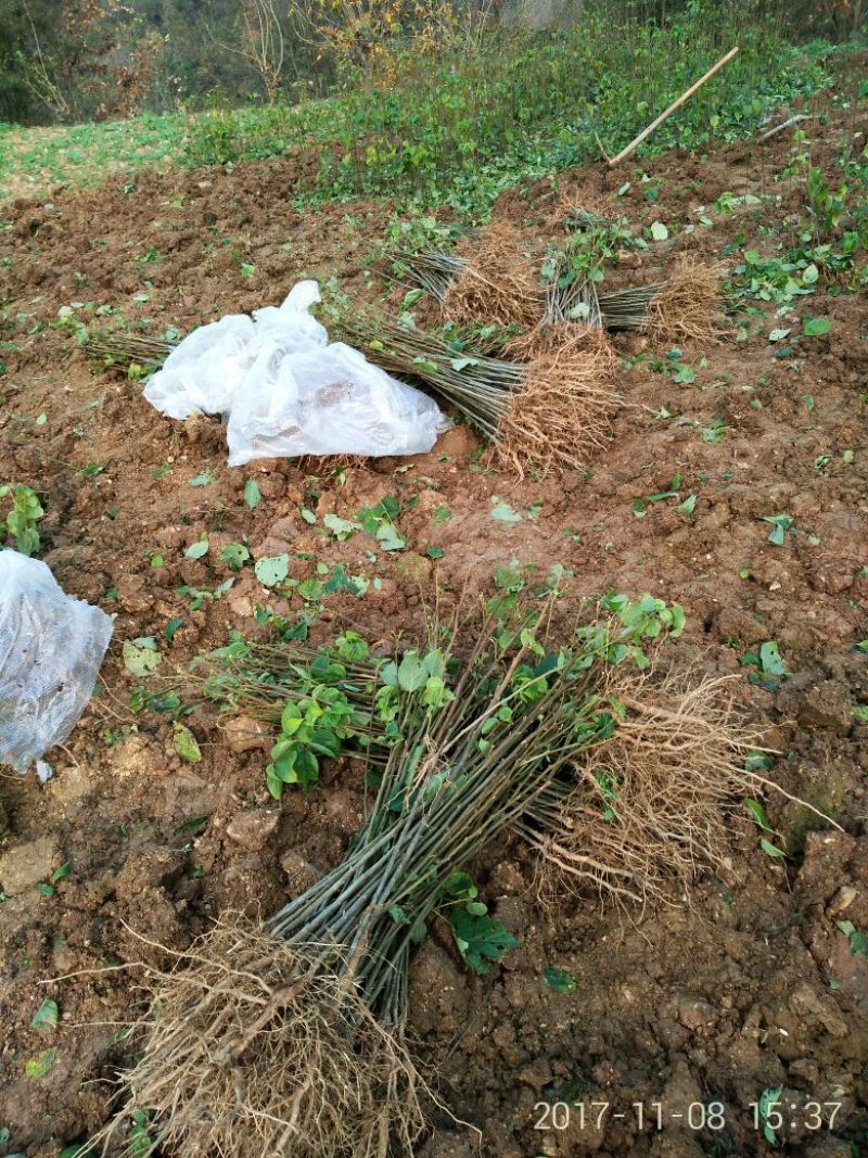 拐枣树苗30~50cm