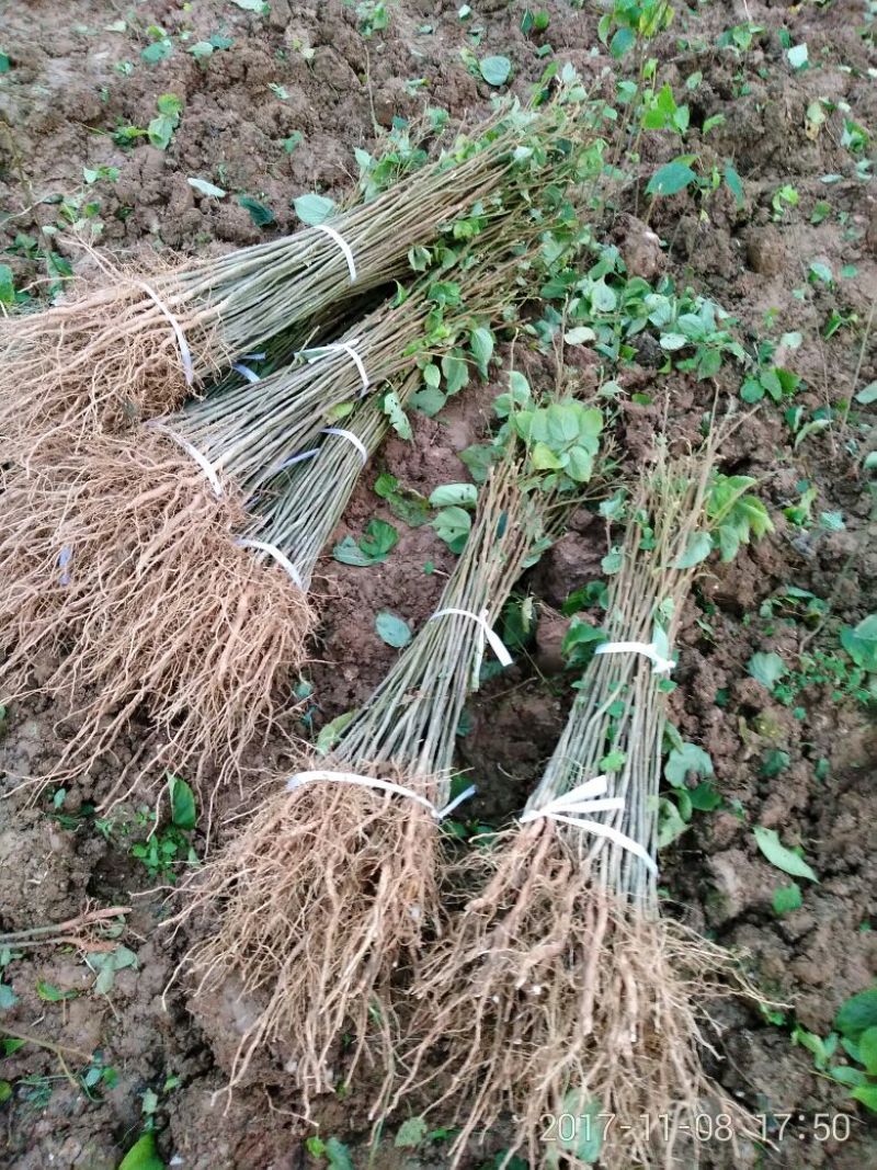 拐枣树苗30~50cm