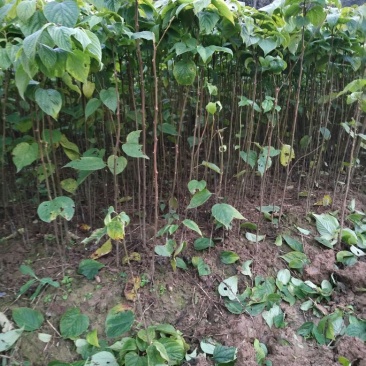 拐枣树苗30~50cm