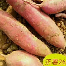 板栗薯济薯263两以上精品，产地在发，山东省邹城市。