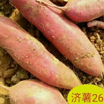 板栗薯济薯263两以上精品，产地在发，山东省邹城市。