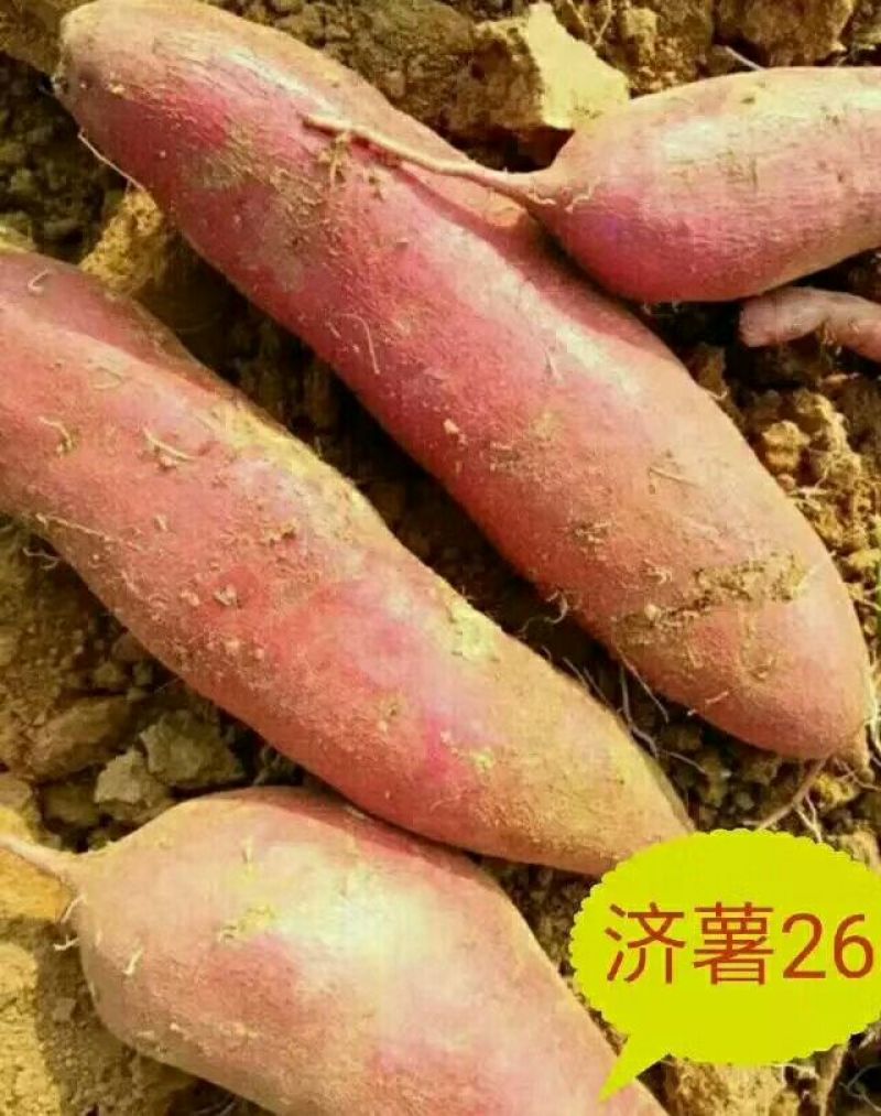 板栗薯济薯263两以上精品，产地在发，山东省邹城市。