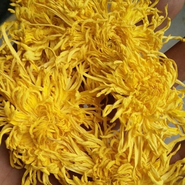 皇菊0.5米以下