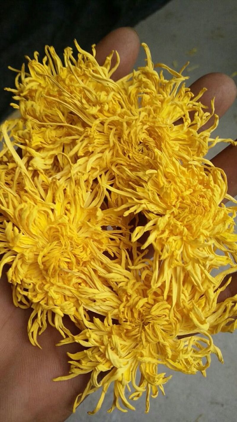 皇菊0.5米以下