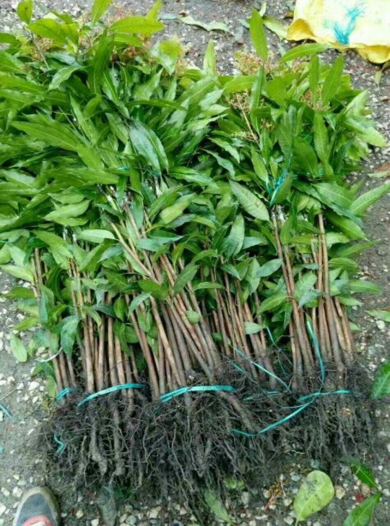 芒果苗1m以下