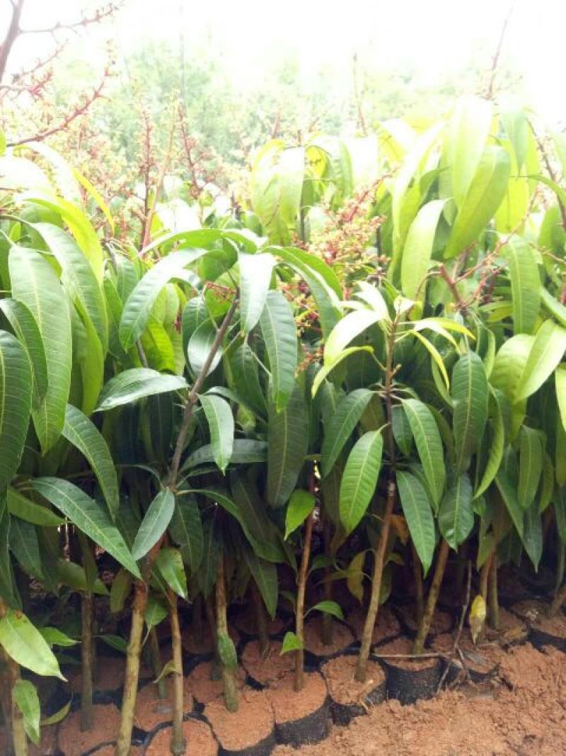 芒果苗1m以下