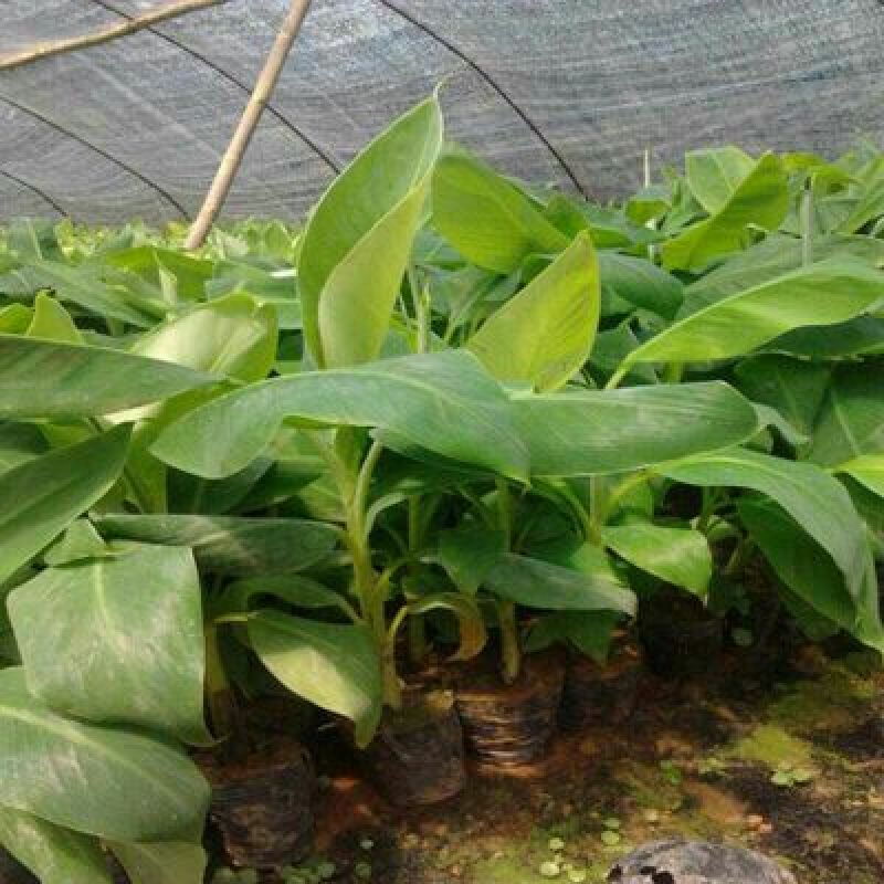 香蕉苗一级良种1~2年