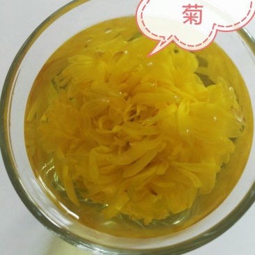 金丝皇菊茶一级