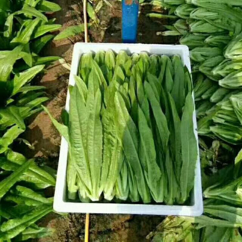 油麦菜25~30厘米以上，质量好，价格优