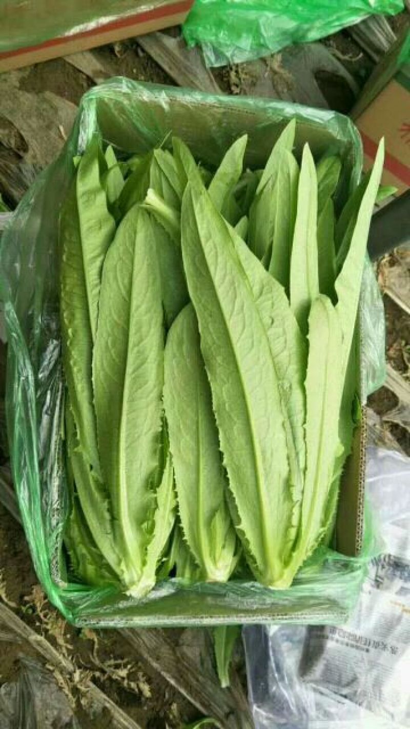油麦菜25~30厘米以上，质量好，价格优