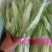 油麦菜25~30厘米以上，质量好，价格优