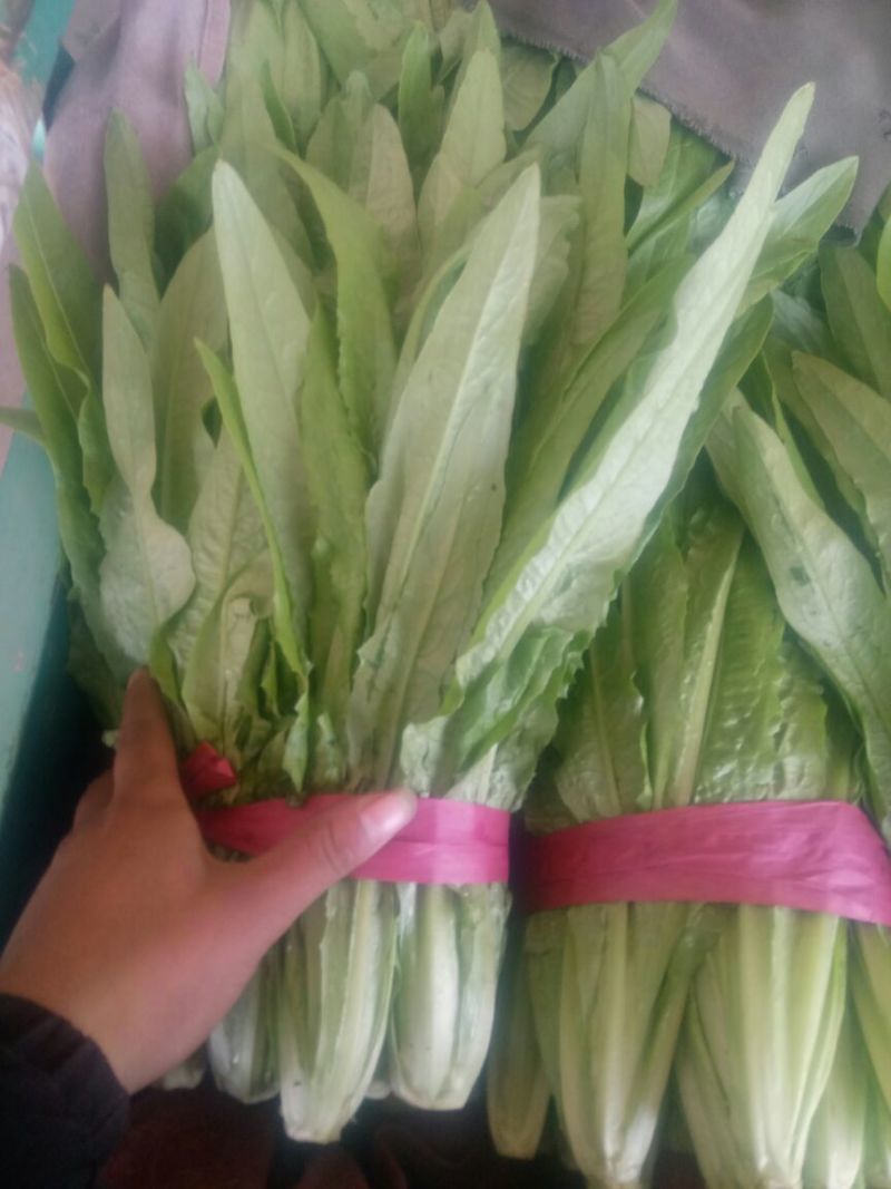 油麦菜25~30厘米以上，质量好，价格优