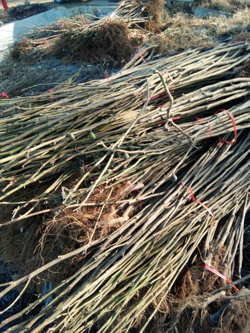 波姬红无花果苗，山东波姬红育苗基地，波姬红新品种