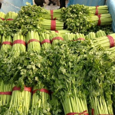 皇妃芹菜产地直供质好价优，品质保证，可视频看货