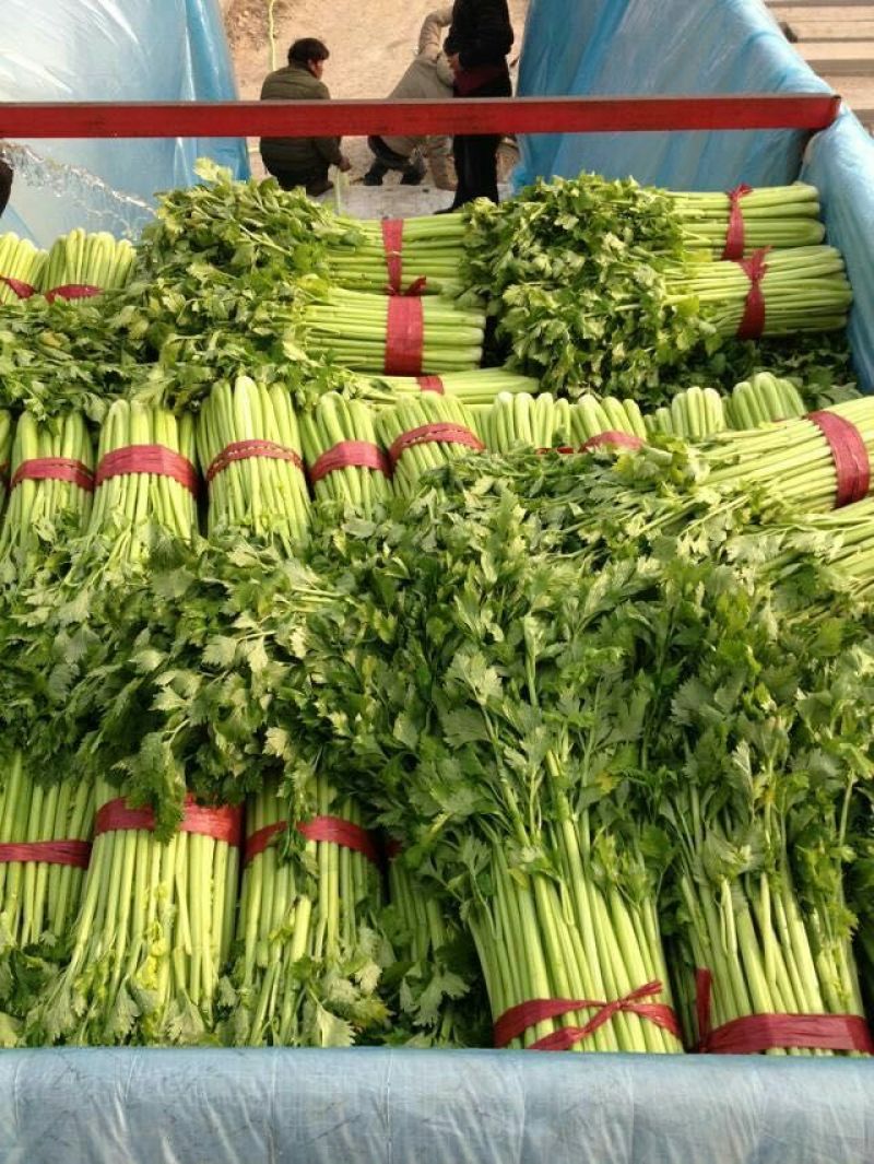 皇妃芹菜产地直供质好价优，品质保证，可视频看货