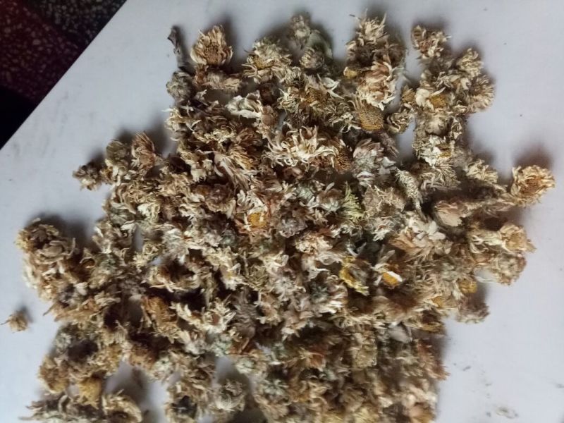 杭白菊散装
