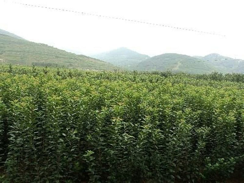 大青叶大青叶樱桃占木根系发法成活率高
