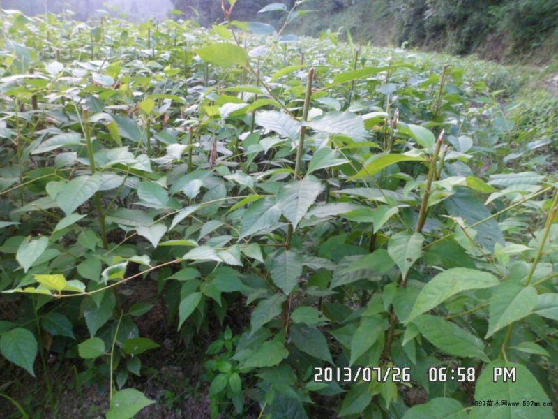 大青叶大青叶樱桃占木根系发法成活率高