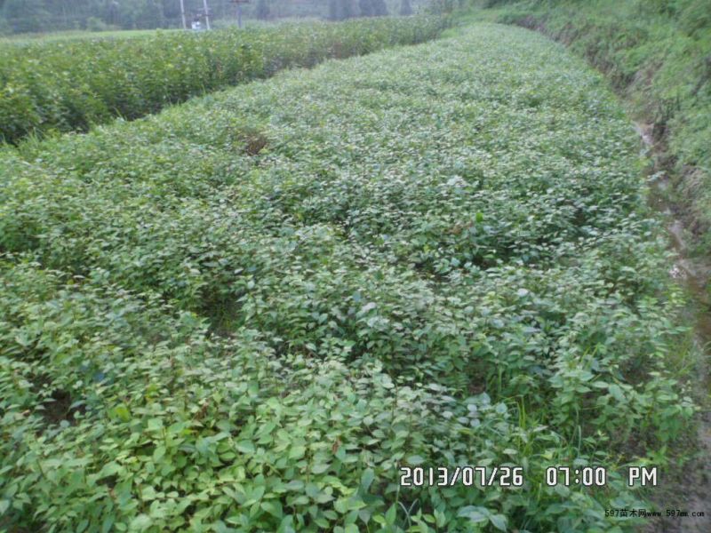 大青叶大青叶樱桃占木根系发法成活率高