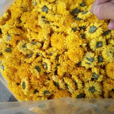 皇菊茶特级