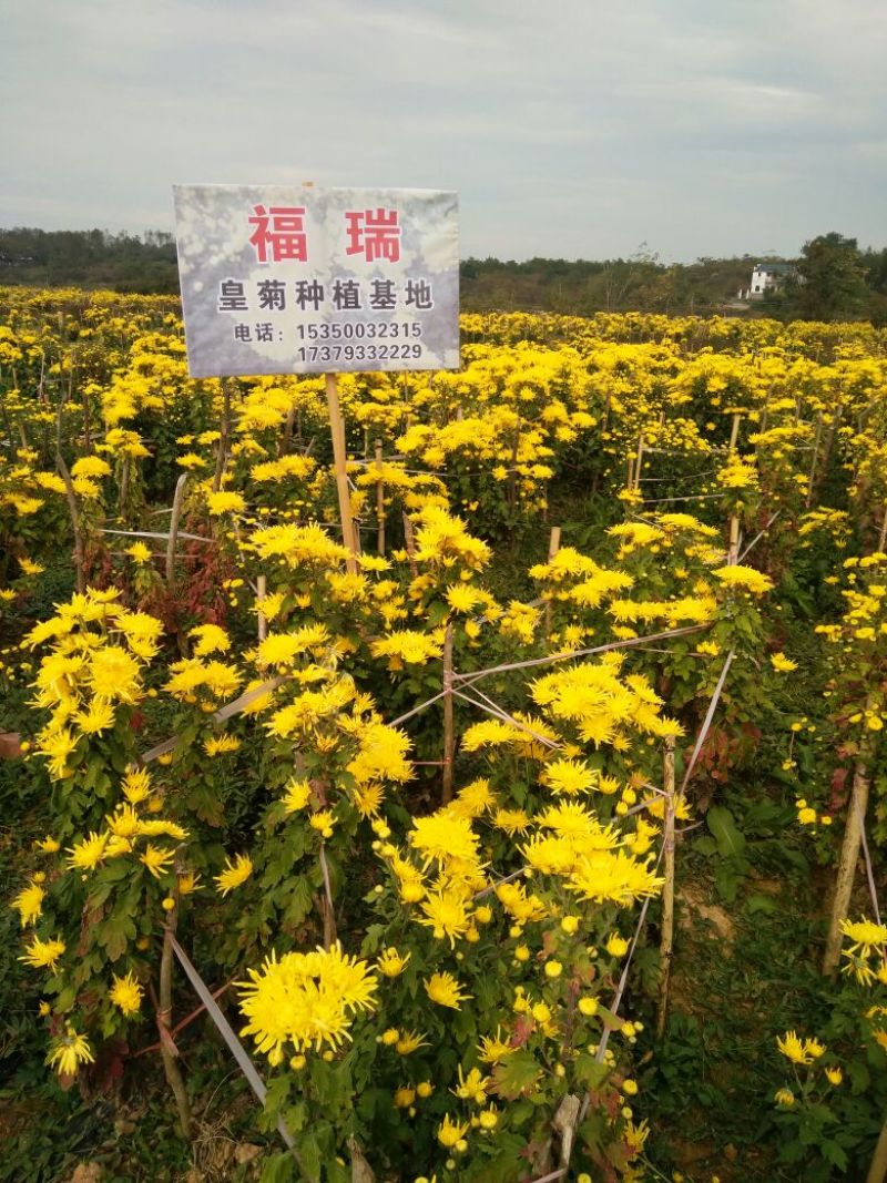 皇菊茶特级