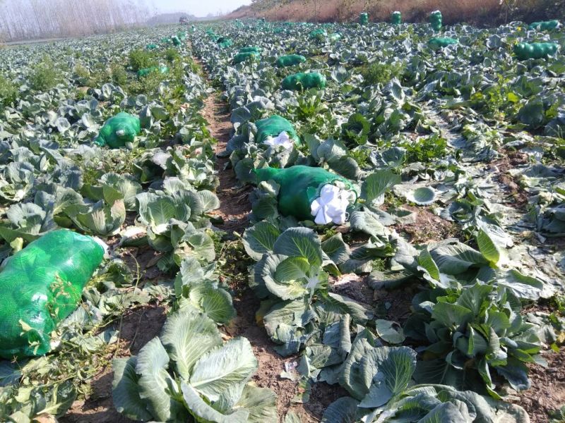 精品奥奇那，圆包菜，白菜产地一手货源质量保证量大从优