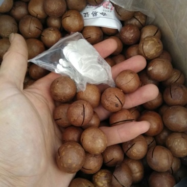 夏威夷果带壳