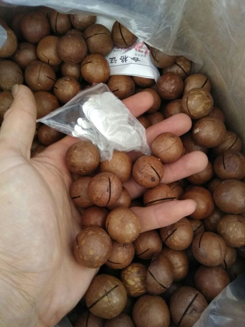 夏威夷果带壳